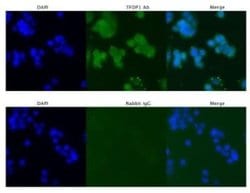DP1 Rabbit anti-Human, Polyclonal, Novus Biologicals 100 &mu;g; Unconjugated:Antibodies,